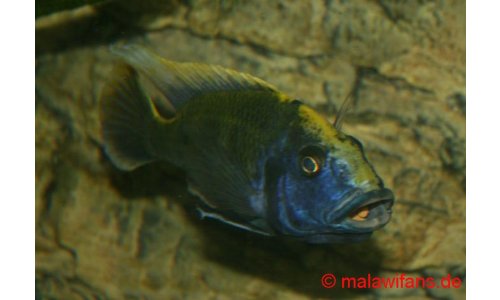 Nimbochromis venustus